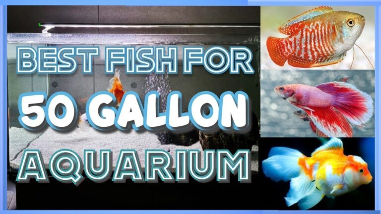 Best 50 Gallon Fish Tank