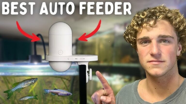 Best Automatic Fish Feeder