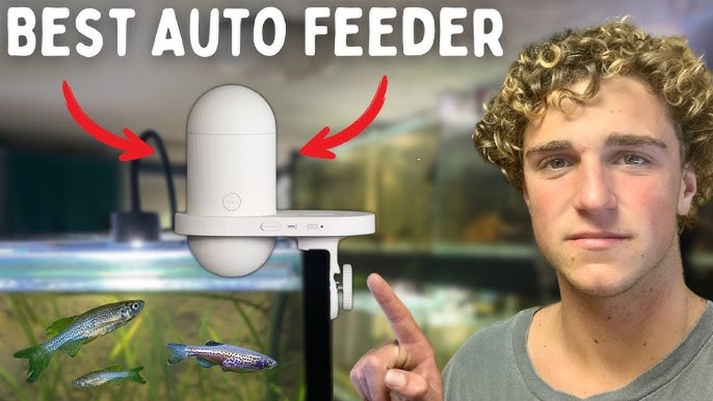 Best Automatic Fish Feeder