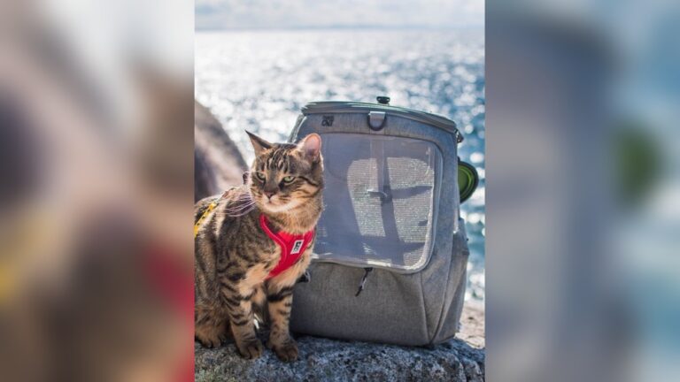 Best Backpack Carrier for Cats: Top Picks for Comfort & Safety