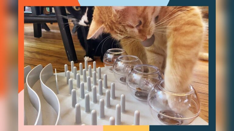 Best Ball Toy for Cats: Top Picks to Boost Playtime Fun