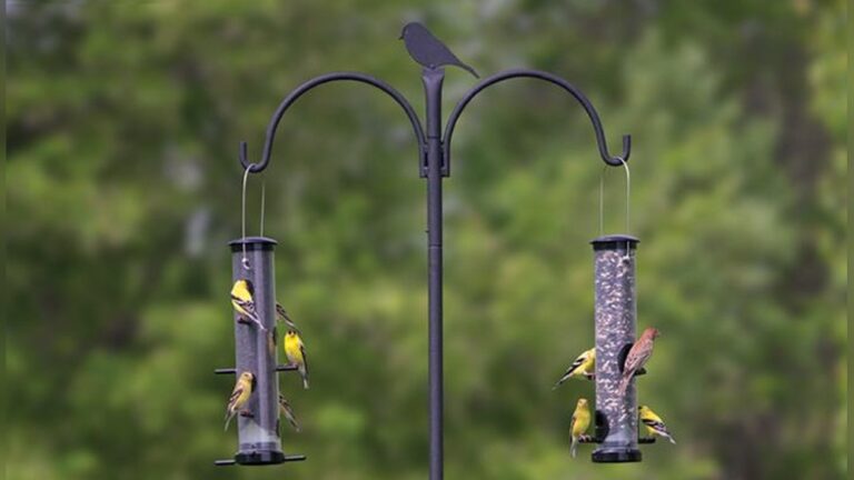Best Bird Feeder Poles