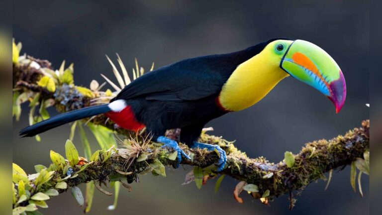 Best Birding Lodges In Costa Rica