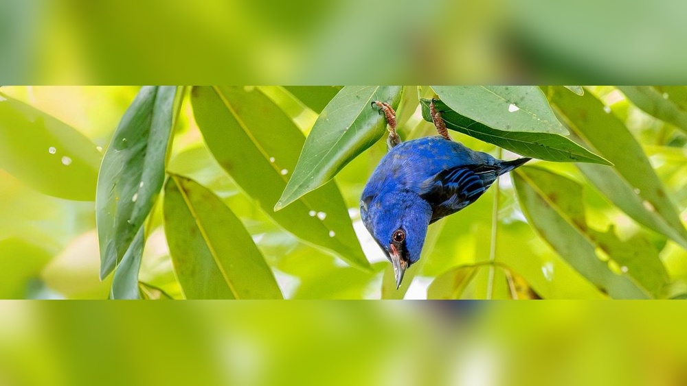 Best Birding Lodges In Ecuador Picks For Avian Enthusiasts