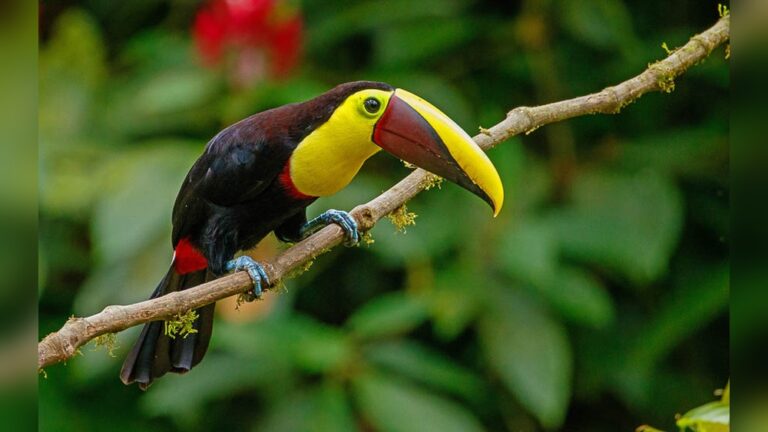 Best Birding Lodges In Panama