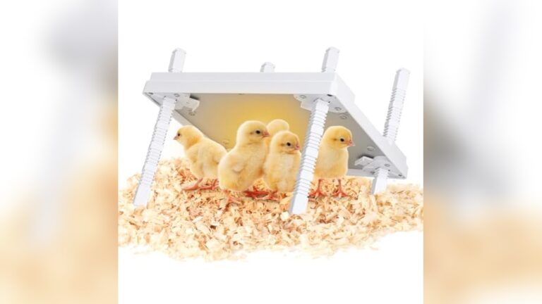 Best Brooder for Chicks (Temperature Control) for Healthy Growth