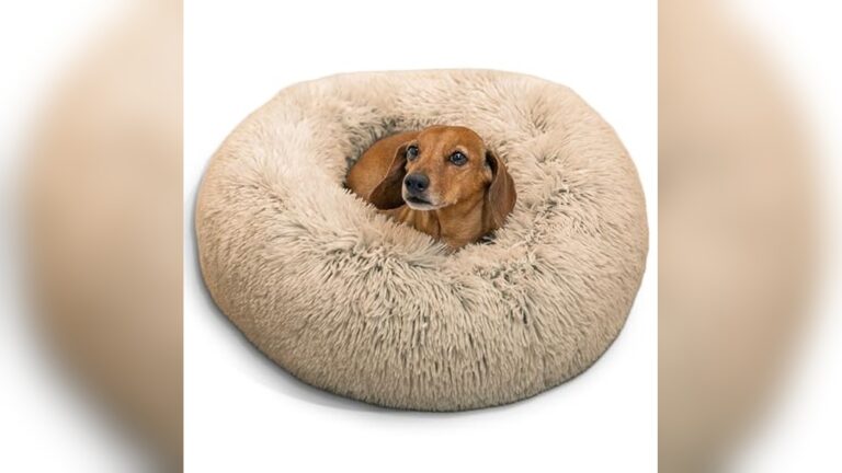Best Calming Dog Bed for Anxiety: Top Soothing Beds for Your Pet