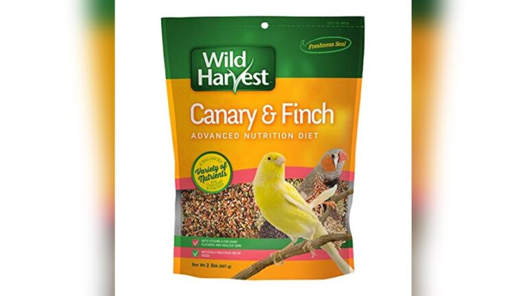 Best Canary Seed for Color Support (Show): Top Nutritious Picks