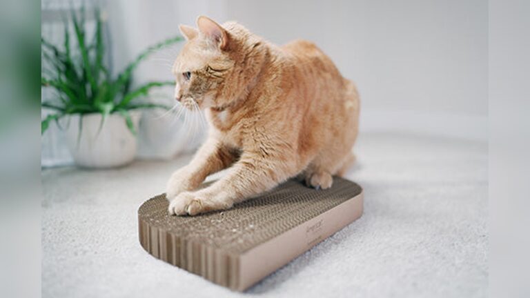 Best Cardboard Scratcher for Cats: Top Picks for Happy Claws