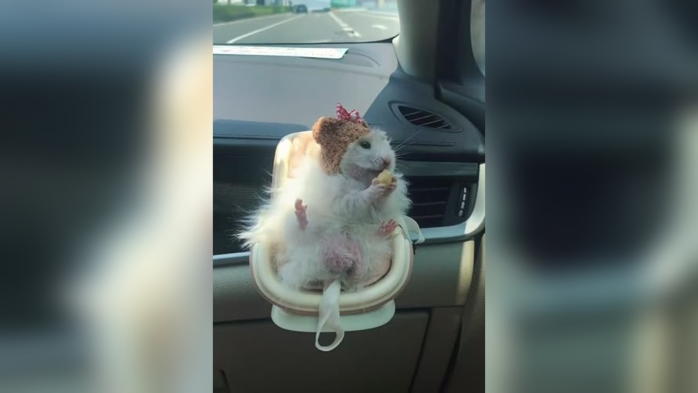 Best Carrier for Gerbils (Vented) for Safe and Comfortable Travel