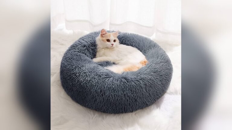 Best Cat Bed for Indoor Cats: Ultimate Comfort & Style Guide