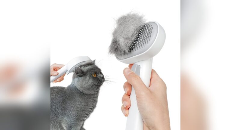 Best Cat Brush for Long Hair: Top Picks for Tangle-Free Grooming
