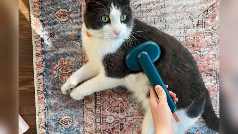 Best Cat Brush for Short Hair: Top Picks for a Shiny Coat