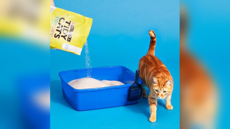 Best Cat Litter for Multiple Cats: Ultimate Odor Control Guide