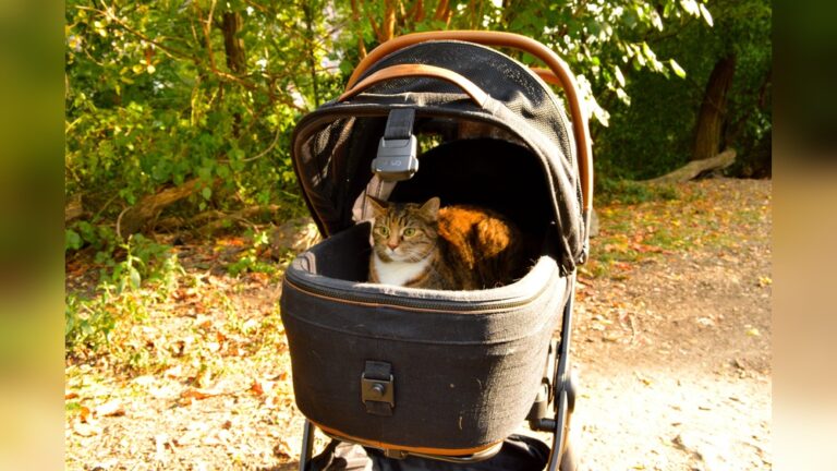 Best Cat Stroller for Outdoor Walks: Top Picks for Safe Adventures