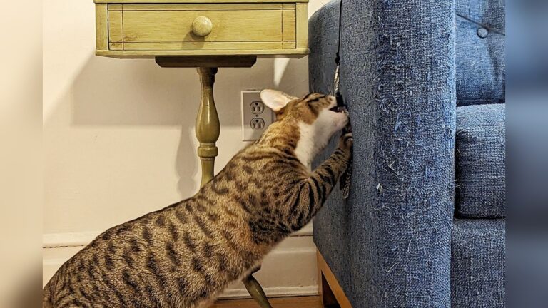 Best Cat Teaser Wand: Top Picks for Endless Feline Fun