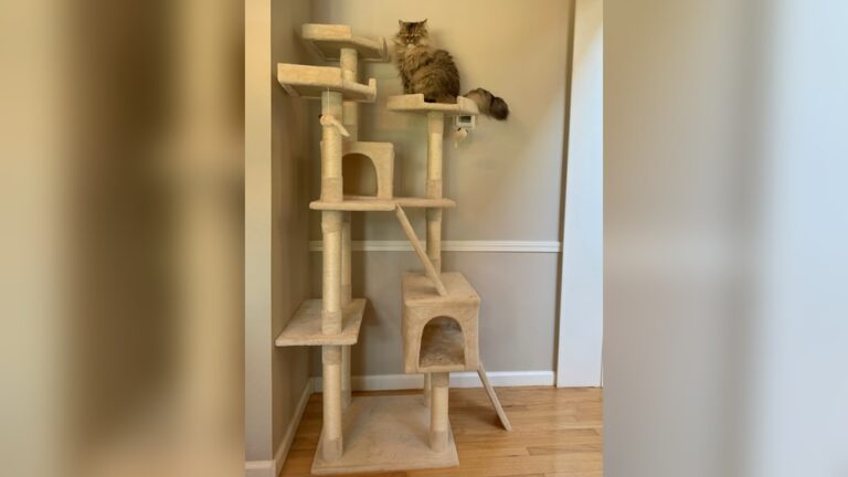 Best Cat Tree for Large Cats: Ultimate Sturdy & Spacious Picks