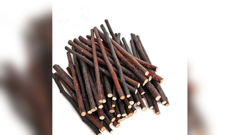 Best Chew Toys for Degus to Keep Your Pet Healthy and Happy