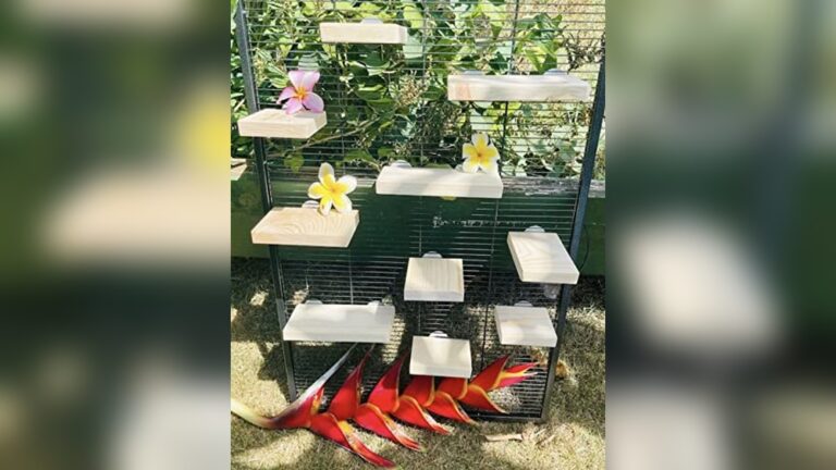 Best Chinchilla Ledge Set (Kiln-Dried) for Safe and Fun Habitats