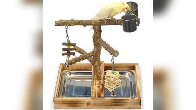 Best Cockatiel Play Stand (Lightweight) for Fun and Easy Setup