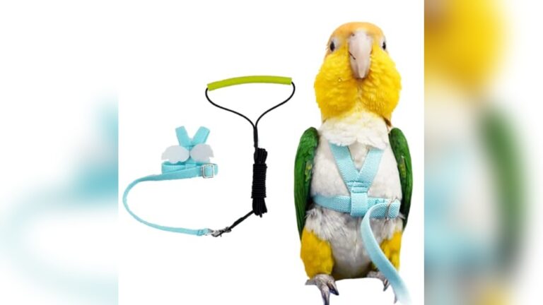 Best Conure Harness for Outdoor Training: Top Picks for Safe Flight