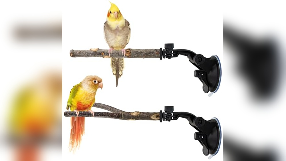 Best Conure Shower Perch Set for Safe and Fun Bird Bathing