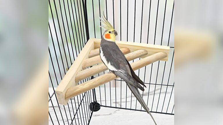 Best Corner Perch for Budgies: Top Wooden Stands and Platforms Reviewed