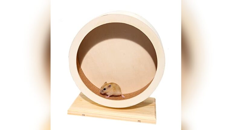 Best Dwarf Hamster Wheel (20-25Cm) for Quiet and Fun Exercise