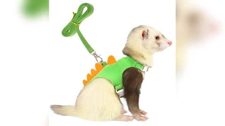 Best Ferret Harness And Leash Set for Safe and Stylish Small Pets