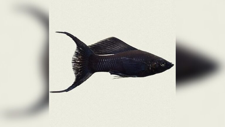 Best Filter for Livebearer Community: Top Picks for Healthy Aquariums