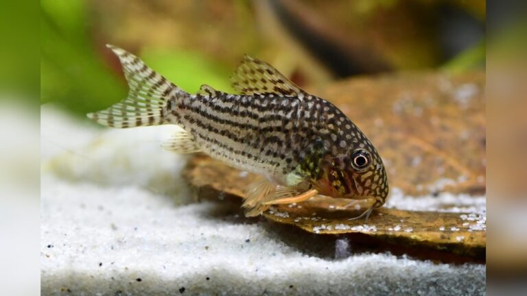 Best Fish For Beginners