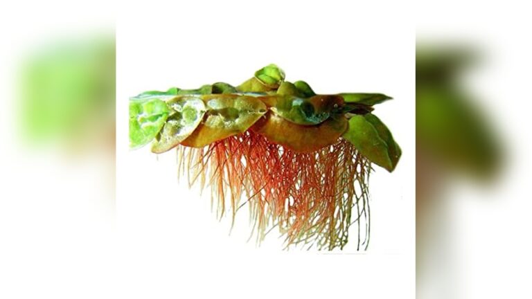 Best Floating Plants for Shade & Nitrates: Top Aquarium Picks