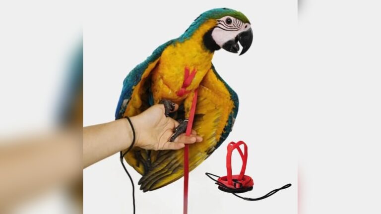 Best Harness for Macaw (Pro Fit): Top Adjustable Bird Leashes Reviewed