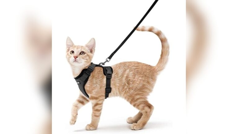 Best Harness for Walking Cats: Top Comfortable and Escape-Proof Picks