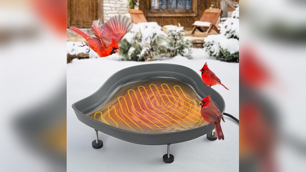 Best Heated Bird Bath for Winter: Top Outdoor Heated Birdbaths Reviewed
