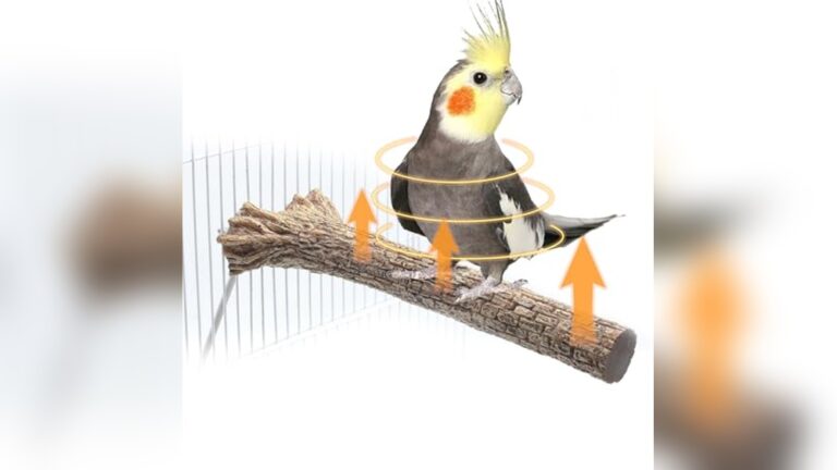 Best Heated Perch for Small Parrots: Cozy Warmth for Feathered Friends