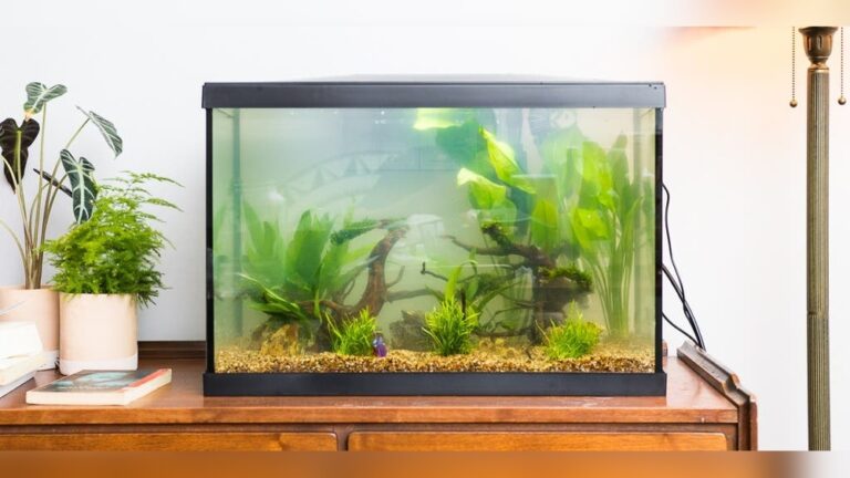 Best Home Aquarium