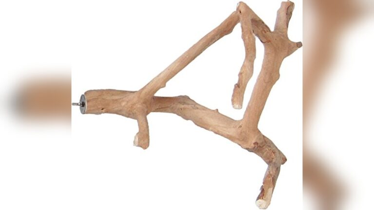 Best Java Wood Perch (Durable) for Long-Lasting Bird Comfort