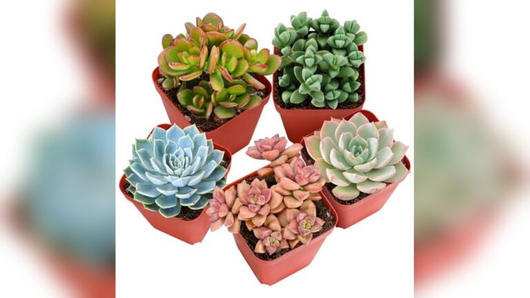 Best Low Maintenance Plastic Plants (Kids) for Fun and Easy Decor