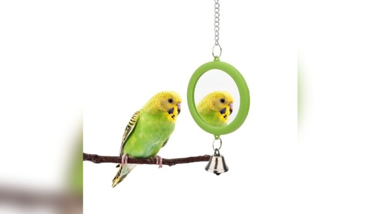 Best Mirror Toy for Single Budgie (Use With Care) to Keep Happy