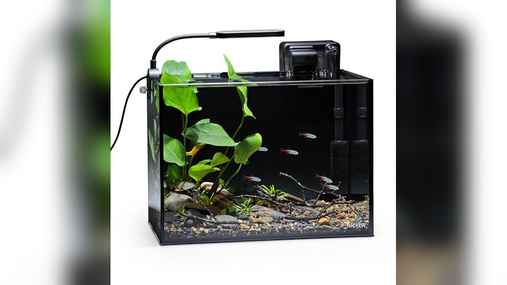 Best Nano Tank for Small Spaces: Top Compact Aquariums Reviewed