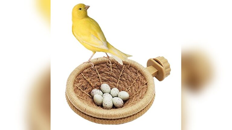Best Nest for Canary Breeding: Top Choices for Healthy Bird Hatching
