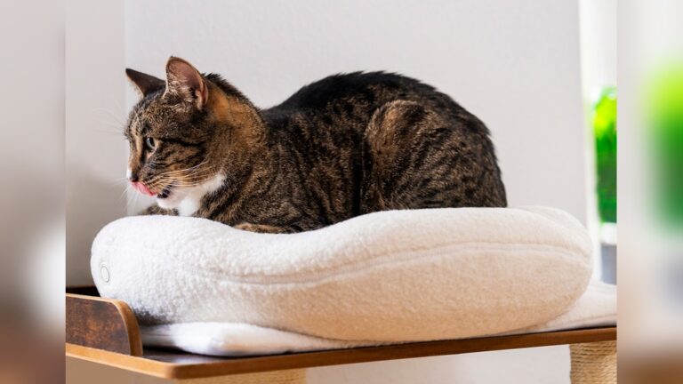 Best Orthopedic Cat Bed for Seniors: Ultimate Comfort Guide