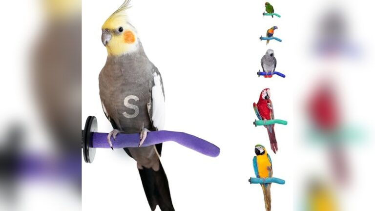 Best Pedi Perch for Nail Trimming: Top Safe and Effective Choices