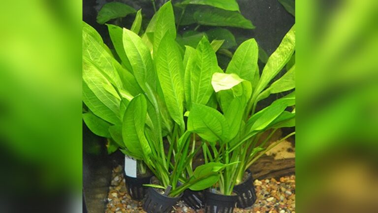 Best Plant Combo for Community Tanks: Top Live Aquarium Picks