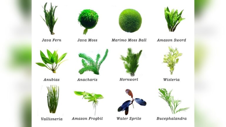 Best Plants For Betta Fish