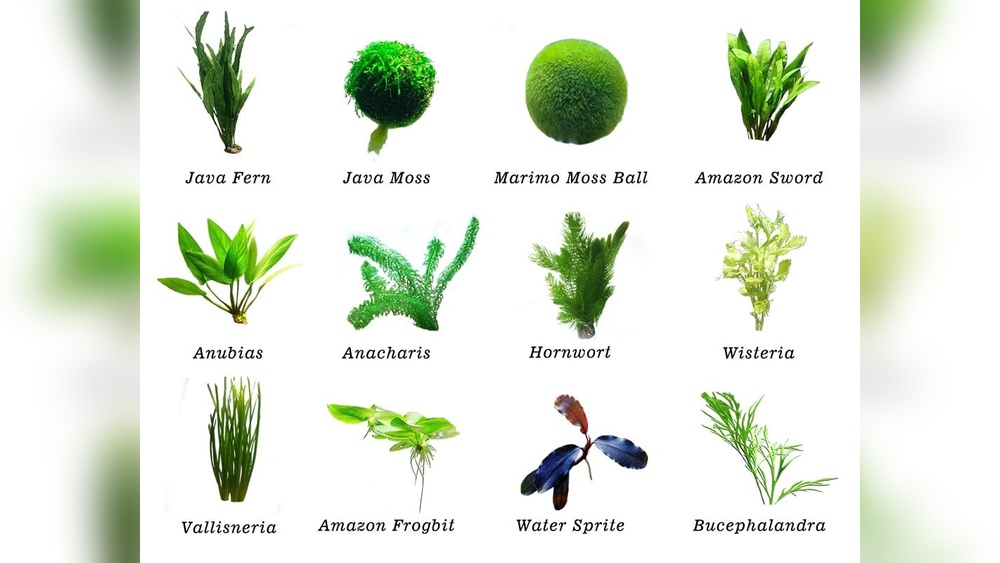 Best Plants For Betta Fish