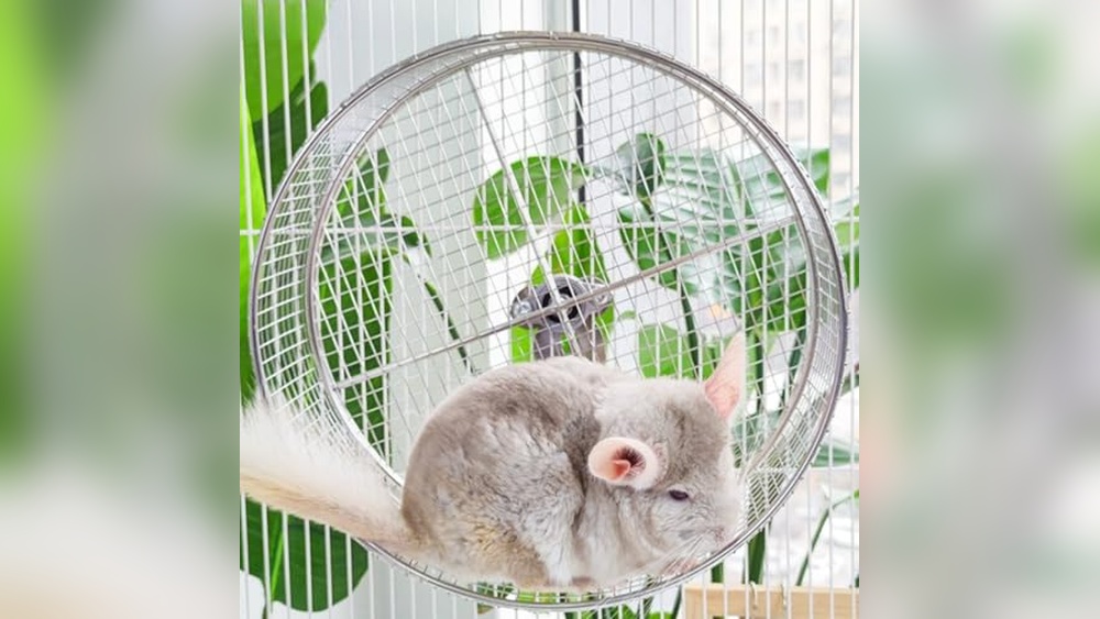 Best Rat Wheel (Sturdy Tail-Safe) for Silent and Safe Small Pets