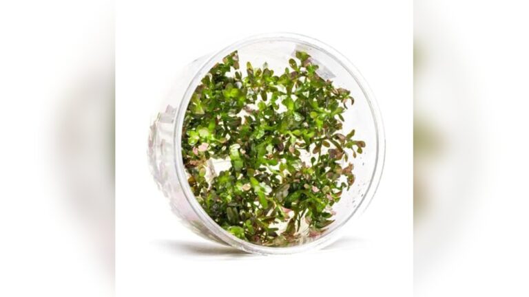 Best Red Plants for High Light Setups: Vibrant Aquarium Choices Reviewed