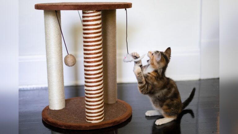 Best Sisal Scratching Post: Top Durable Picks for Happy Cats